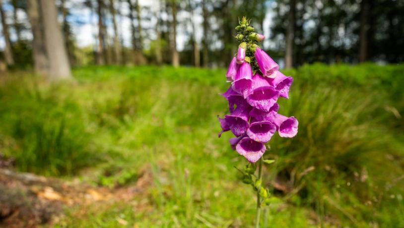 Digitalis